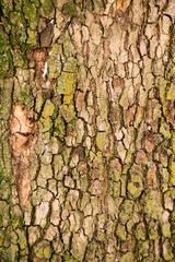 tree bark as background