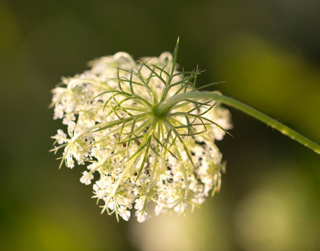 white flower in nature. macro