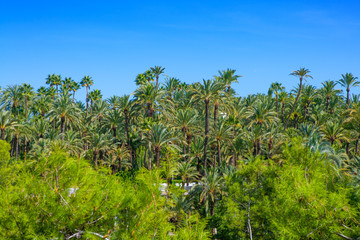 Fototapeta na wymiar Elche Elx Alicante el Palmeral with many palm trees