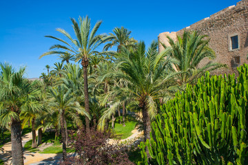 Fototapeta na wymiar Elche Elx Alicante el Palmeral Palm trees Park and Altamira Pala