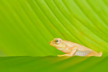 Frog on a leaf