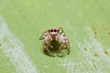 Obraz premium the little spider 