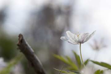 Beautiful Wood anemone (Anemone nemorosa)