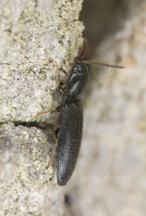 Procraerus tibialis on wood, macro photo