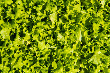 Fresh lettuce background