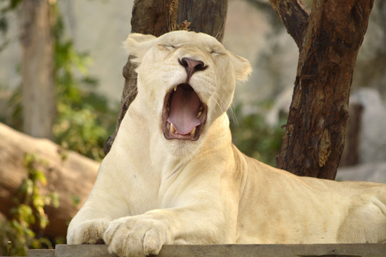 Yawning lioness after lunch