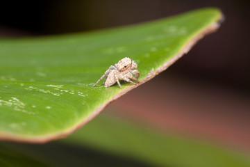 Fototapeta premium the little spider