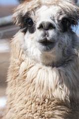 Obraz premium アルパカ