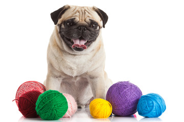 a pug dog isolated on a white background