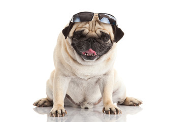 Obraz premium Pug dog with sunglasses