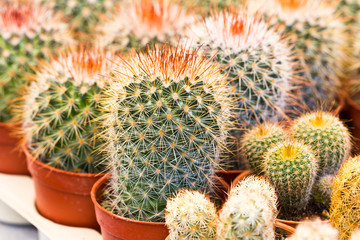 close up cactus in garden