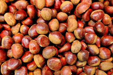 Chestnut