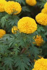 marigold flower