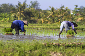 Rice field