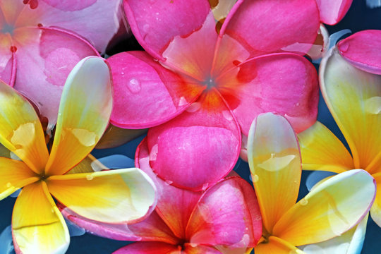 frangipani