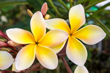 Plumeria or frangipani.