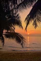 Palm leaves in sunset light, Thailand
