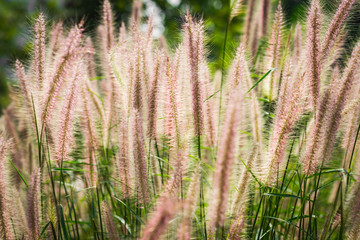flowers in the meadow