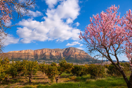 Mongo in Denia Javea in spring with almond tree flowers