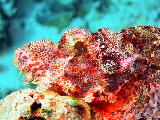 Scorpionfish, island Maktan, Philippine