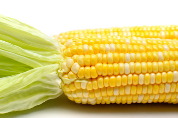 Fresh corn isolated closeup shot