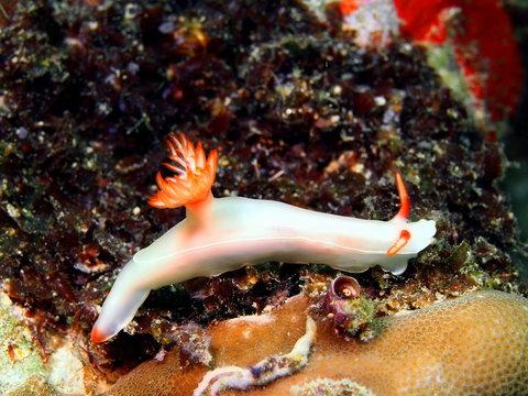 Sea slug, island Maktan, Philippine