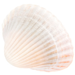 Sea Cockleshell Isolated On White Background