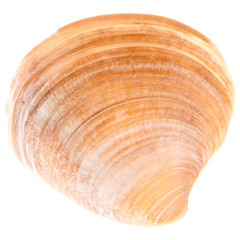Sea Cockleshell Isolated On White Background