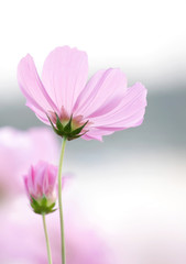 Fototapeta premium cosmos flowers