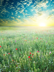 Spring meadow of violet flower.