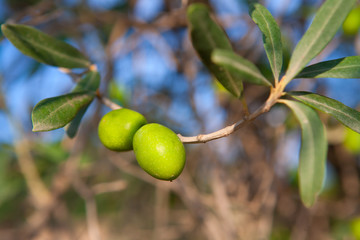 Olive tree with two olives in a branch