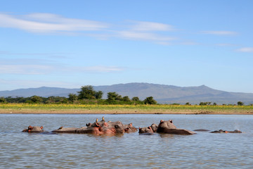 Hippos in a river