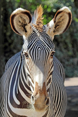 Naklejka premium Portrait of a common zebra