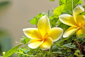 Bali flowers