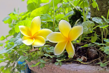 Bali flowers