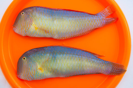 Fish Xyrichthys novacula also called Raor pearly razorfish