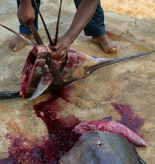 African man cutting the sailfish marlin to clean fish