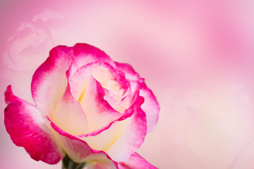 Pink rose with pink background