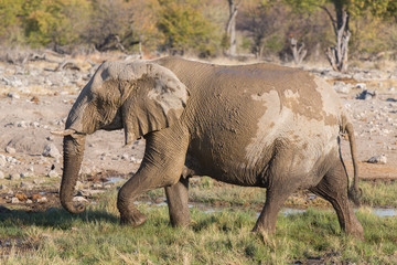 Fototapeta premium walking elephant