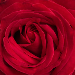 beautiful red rose background using for valentine day