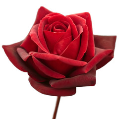 red rose