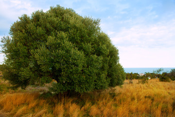 Obraz premium Sierra de Irta in Castellon province with sea view