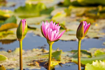 the lotus in pond