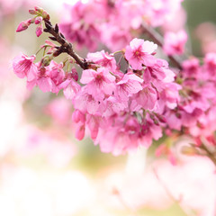 Pink cherry blossom sakura
