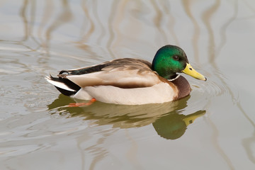 Male Mallard