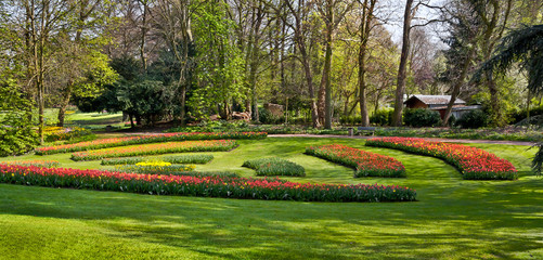 Colorful tulips in the park.