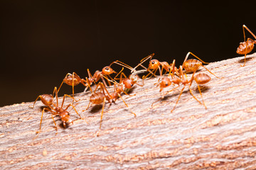 the ants