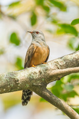 Male Plaintive Cuckoo(Cacomantis merulinus )