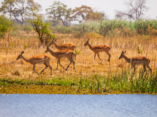 Impala herd