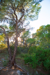 Fototapeta premium Calderona Sierra pine forest in Serra Naquera of Valencia
